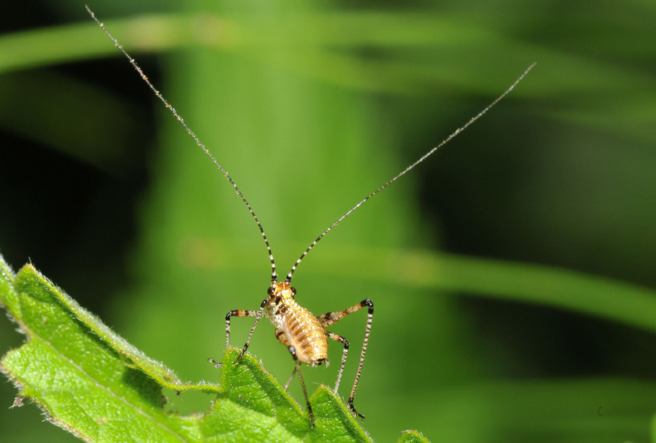 Acrididae e Phaneropteridae